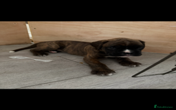 Boxer dogs for sale: Boxer pups looking for forever homes 🐶❤️ - Image 10