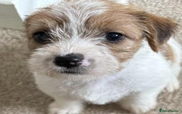 Jack Russell dogs for sale: JACK Russel Terriers - Image 4