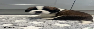 Saint Bernard Puppy - Black