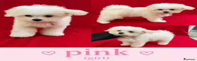 pink-Maltipoo Puppy 1