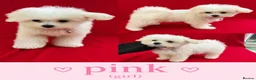 Maltipoo dogs for sale: Beautiful Maltipoo Puppies Looking4Forever Homes - Advert 9