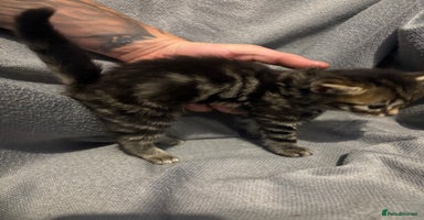 Domestic Shorthair cats - Advert 10