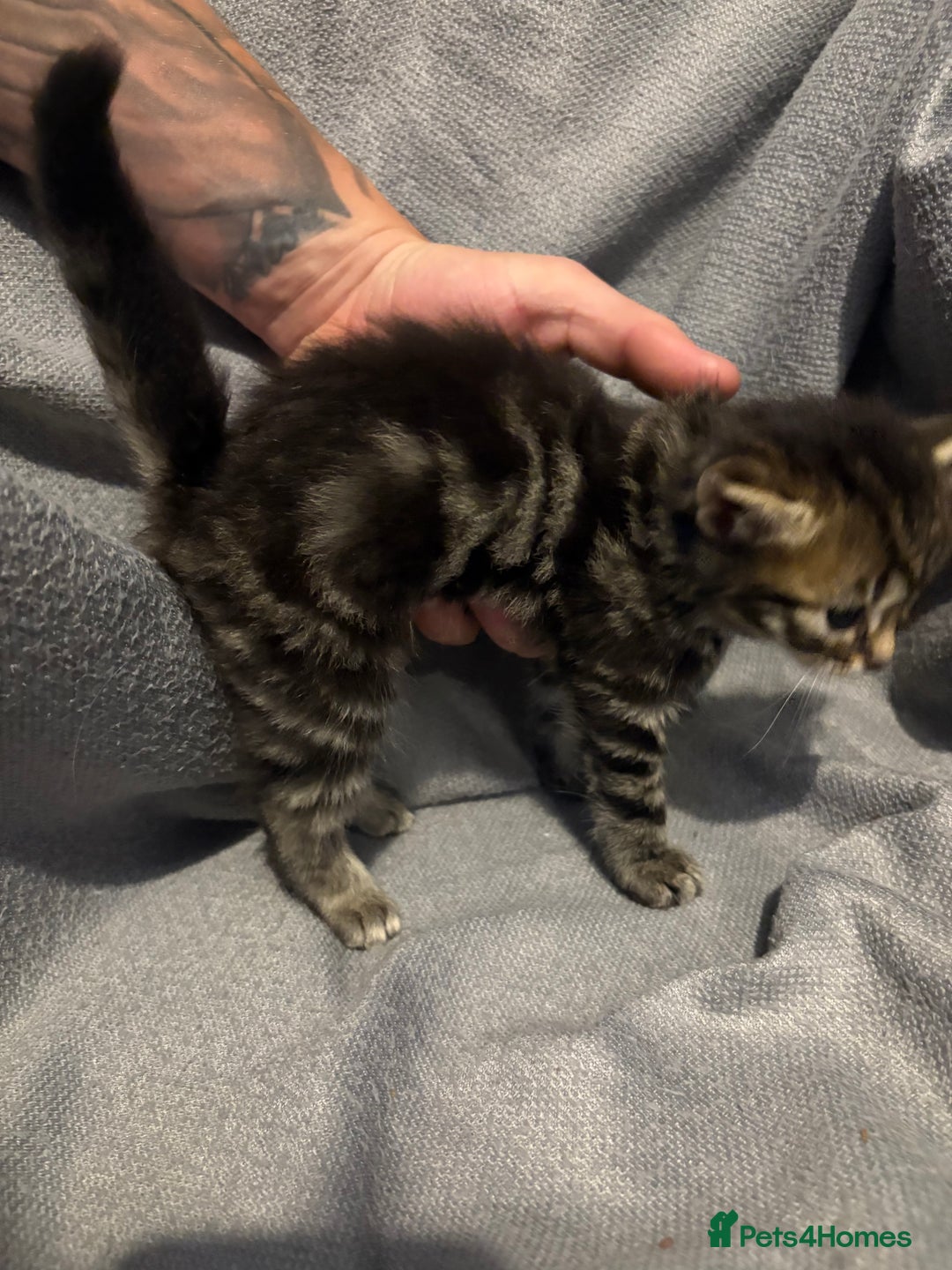 Domestic Shorthair cats for sale: 5 Beautiful Kittens 🖤 - Image 3