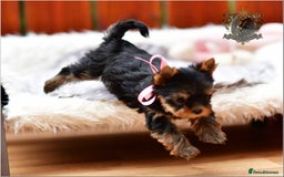 Yorkshire Terrier dogs for sale: BABY FACE DNA TESTED KC REG MINIATURE YORKIES - Image 10