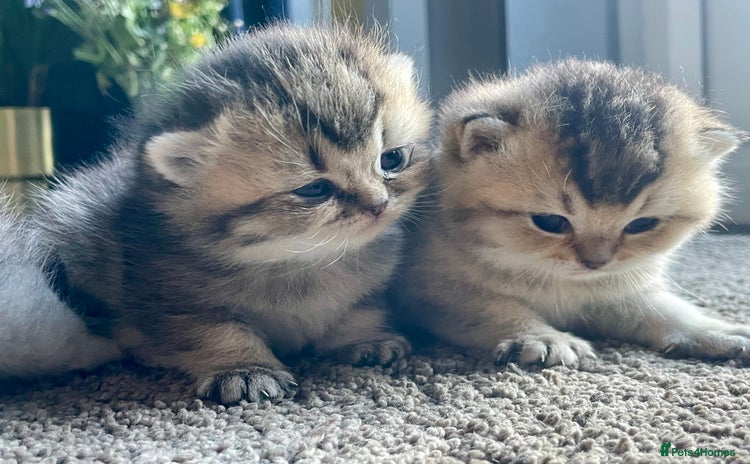 British Shorthair cats - Advert 12