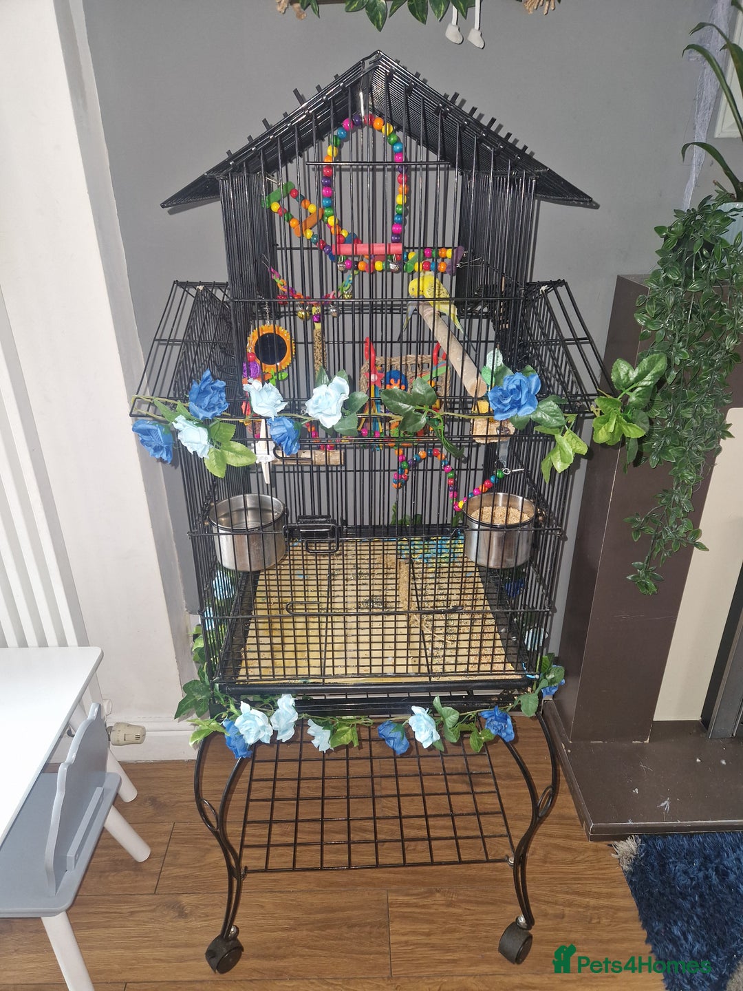 Budgerigars birds for sale: 2 beautiful budgies with full set up! - Image 4