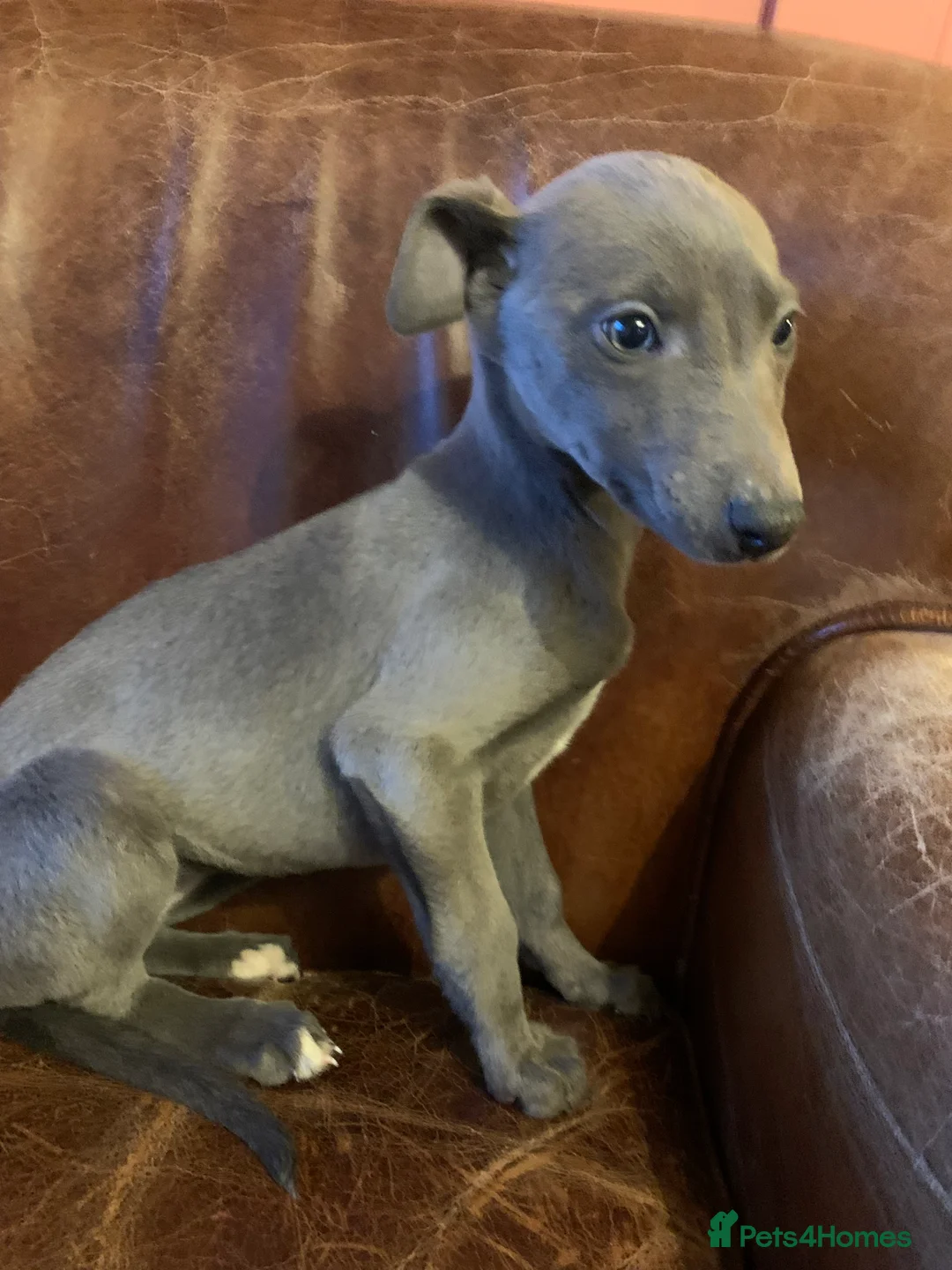 Mixed Breed dogs for sale: Blue whippet x Italian greyhound  in Spalding - Advert 3