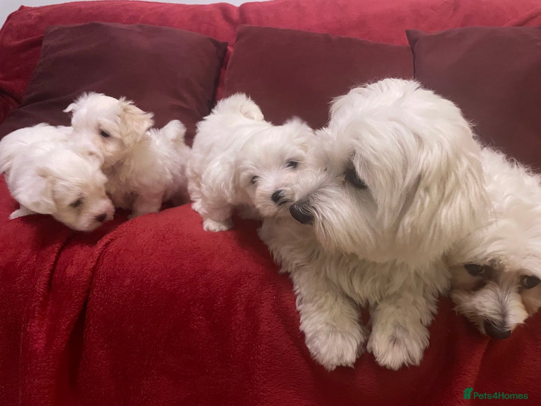 Bichon Frise dogs for sale: Bichon Frise Puppies - Image 4