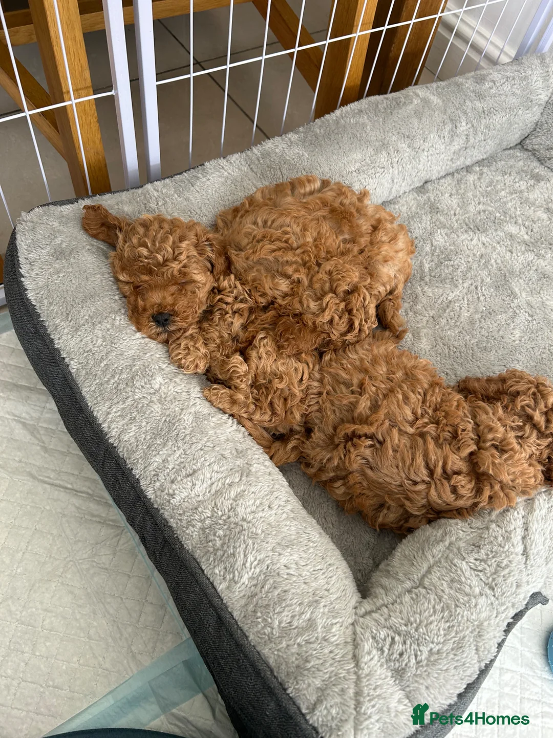 Toy Poodle dogs for sale: 3 Adorable Male Red Toy Poodle Puppies - Advert 7