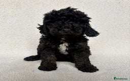 Cockapoo dogs for sale: Amazing Bundles of Joy  - Image 3