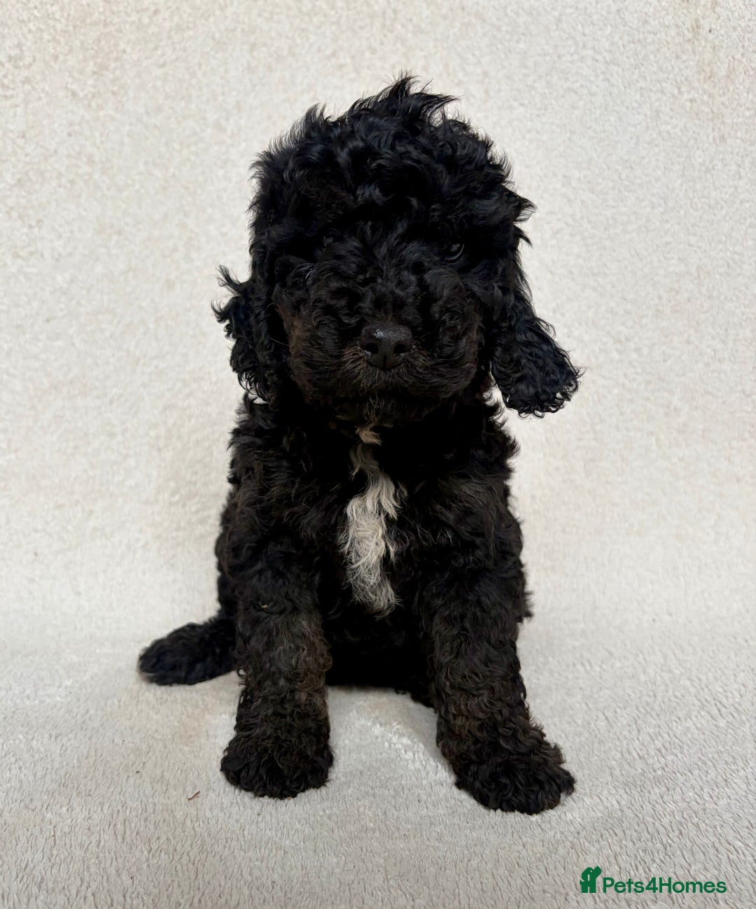 Cockapoo dogs for sale: Amazing Bundles of Joy  - Image 3