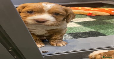 Cocker Spaniel dogs - Advert 5