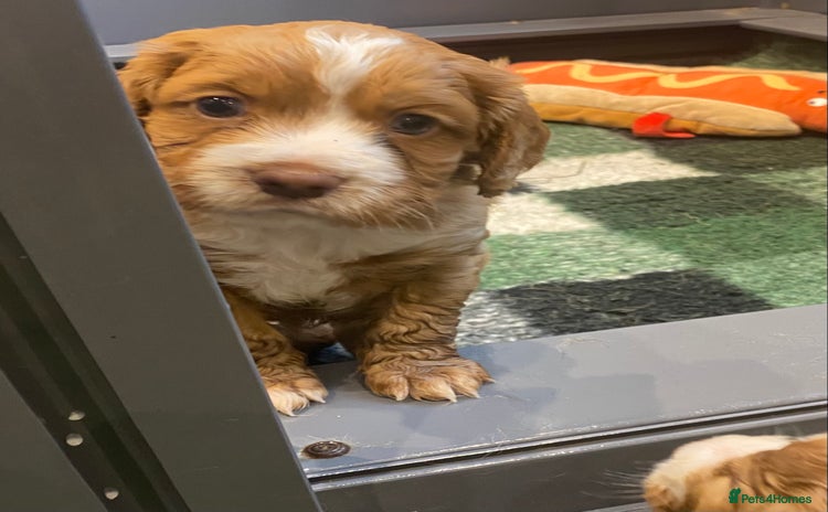 Cocker Spaniel dogs - Advert 2