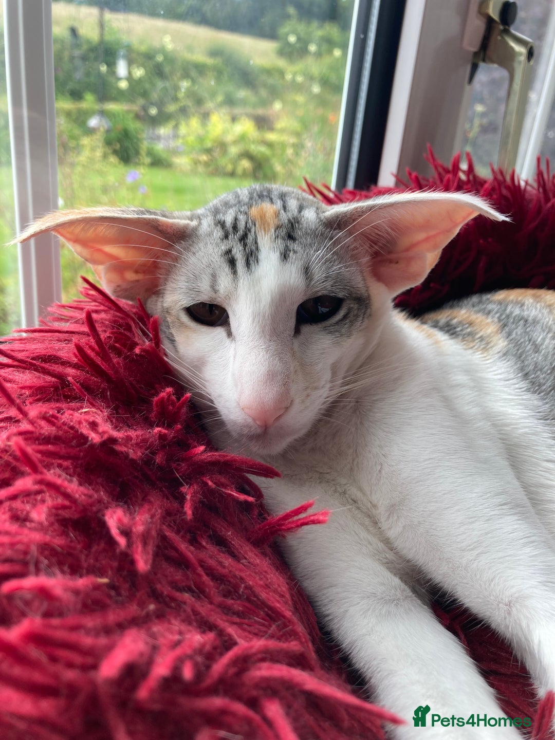 Oriental cats for sale: Oriental shorthair bicolour  - Image 4