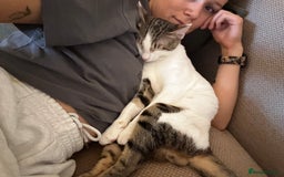 Domestic Shorthair cats for sale: Young male cat - Image 7