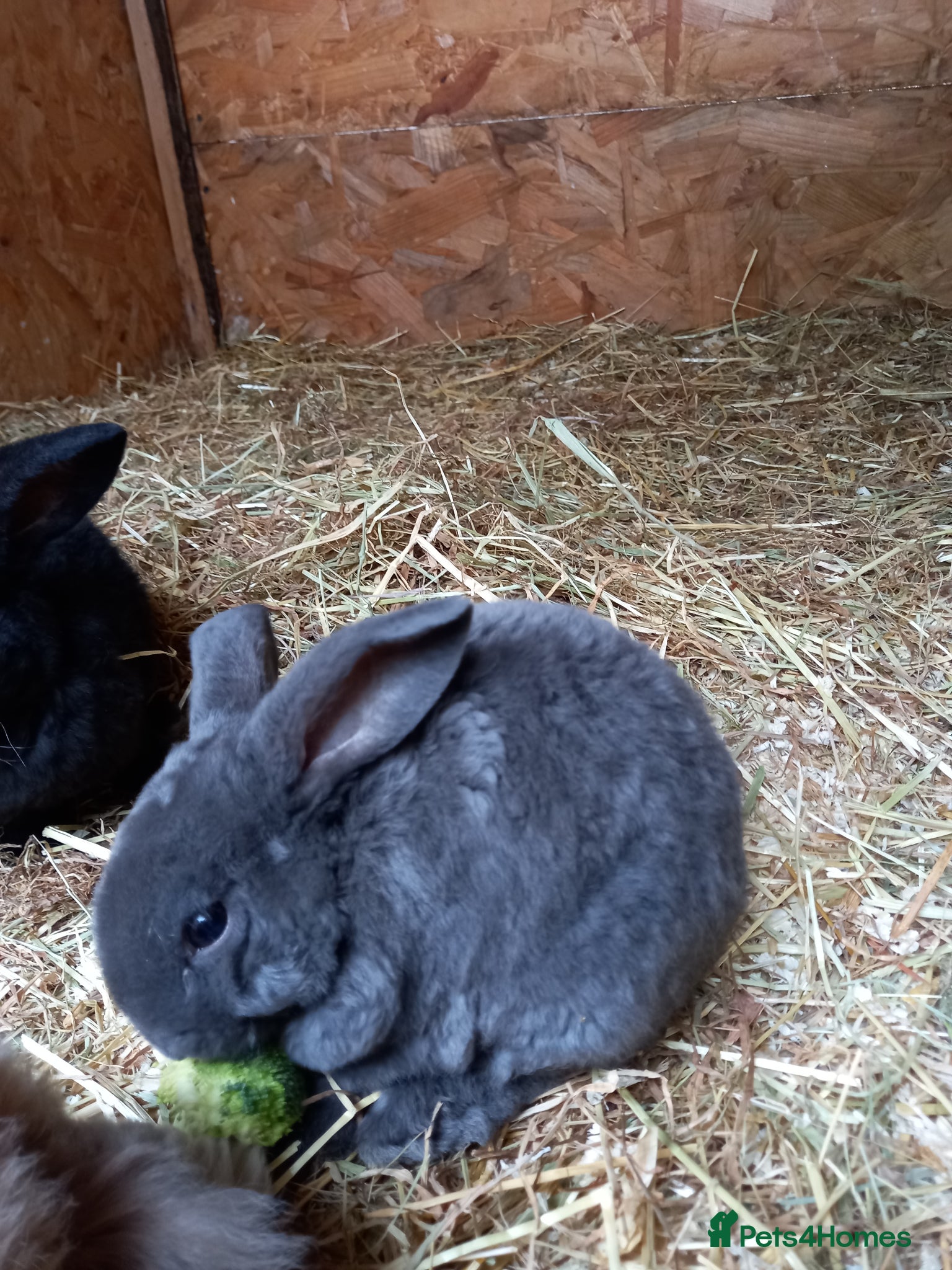 Mini Lop rabbits for sale: Mini plush lops - Advert 3