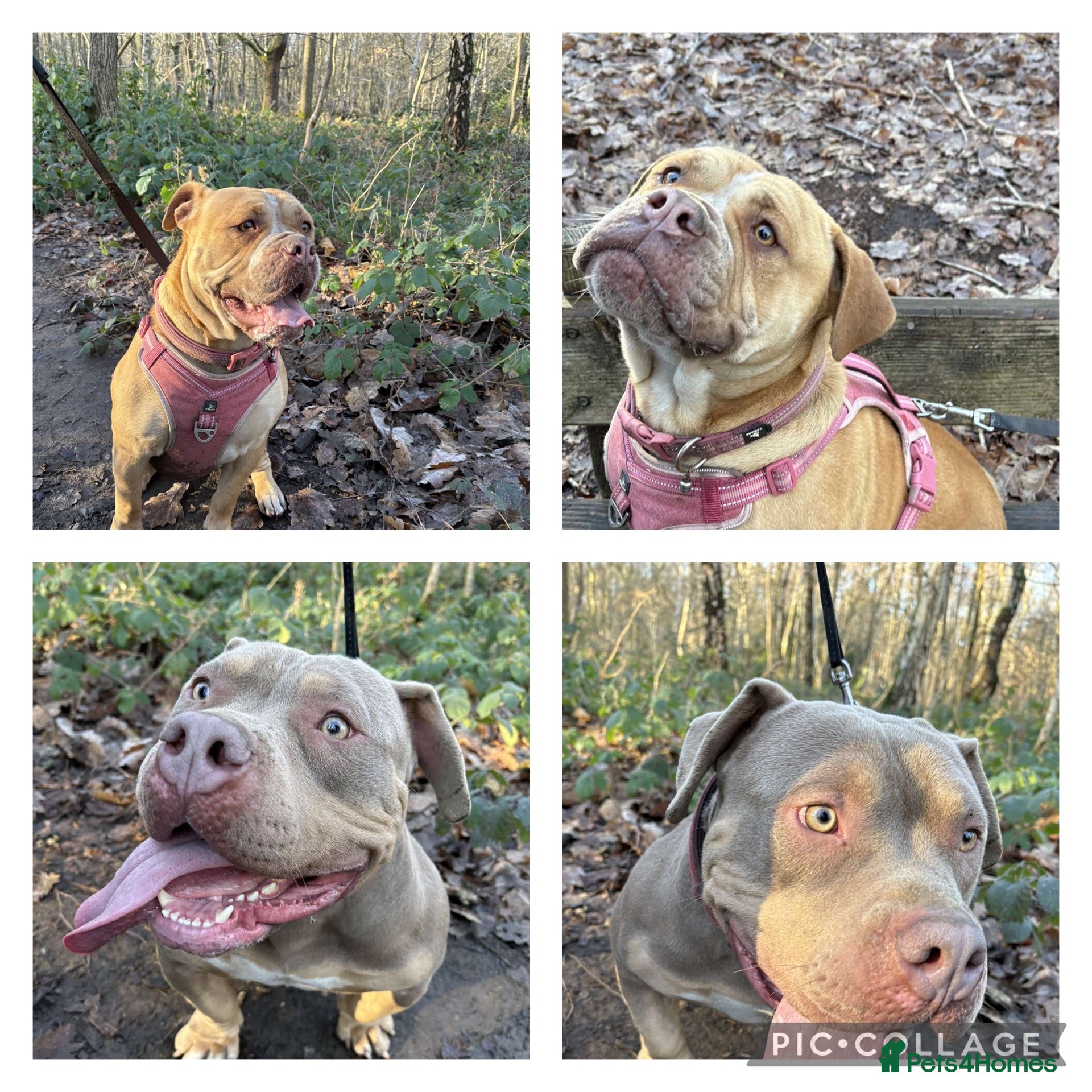 Dorset Olde Tyme Bulldogge dogs Forever homes  - Advert 2