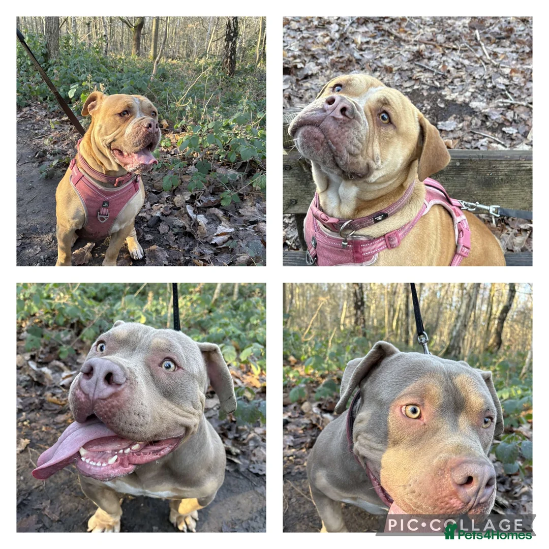 Dorset Olde Tyme Bulldogge dogs for sale: Forever homes  in Wakefield - Advert 1