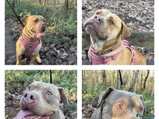 Dorset Olde Tyme Bulldogge dogs Forever homes - Advert 1