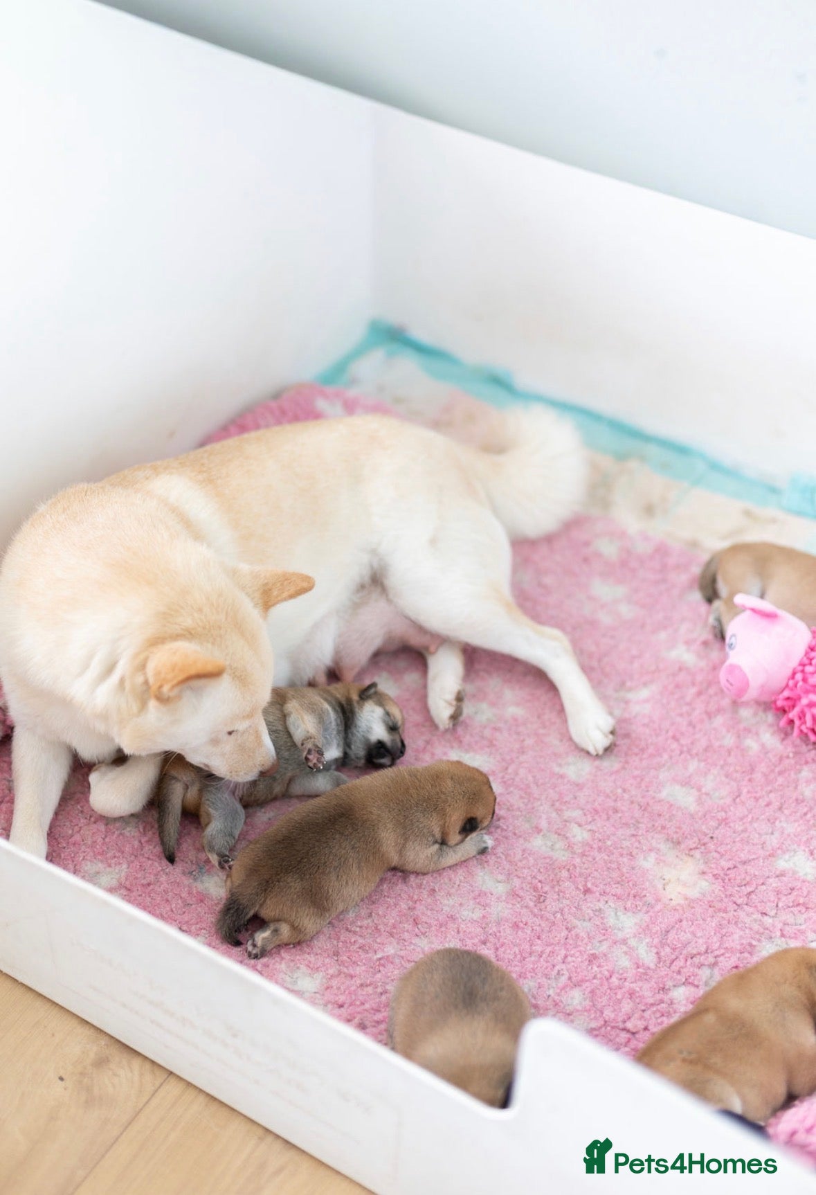 Japanese Shiba Inu dogs Beautiful Shiba Inu puppies  - Advert 1