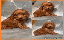Cockapoo dogs for sale: Ready now F1B Cockapoos  - Advert 4