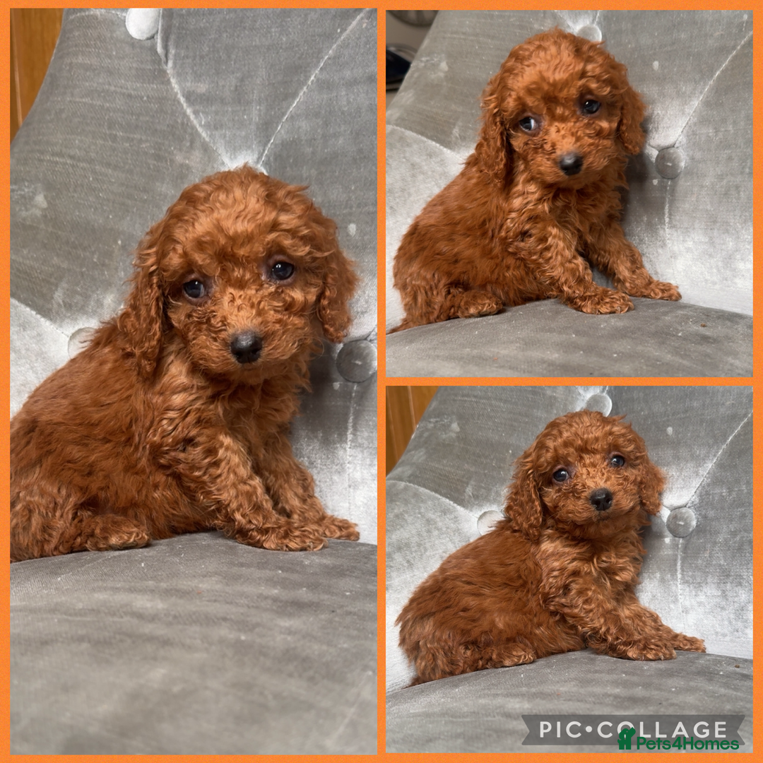 Cockapoo dogs for sale: Ready now F1B Cockapoos  - Advert 4