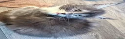 Maine Coon cats for sale: 3 perfect 100% Main coon baby kittens DNA PARENTS - Advert 5