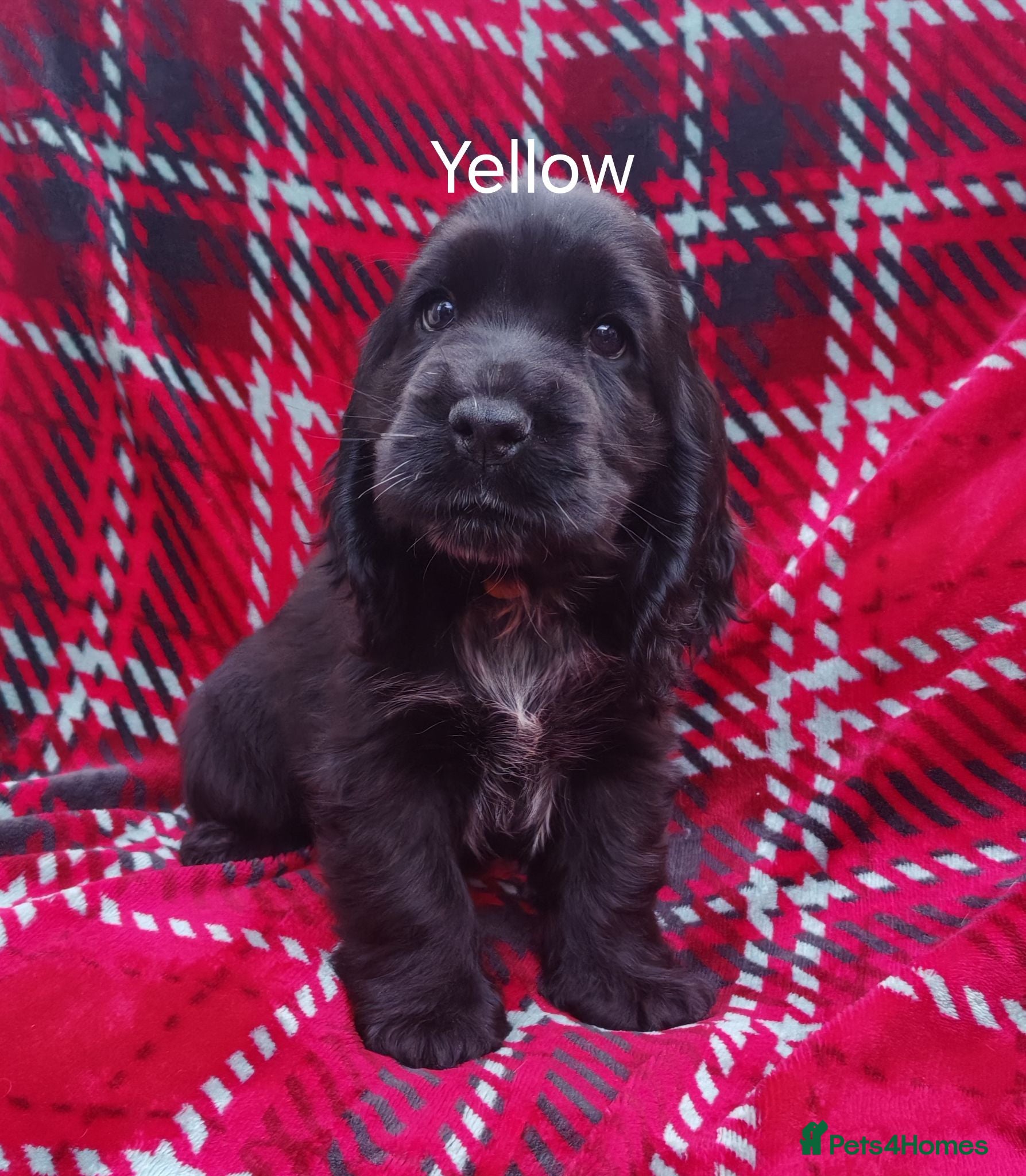 Cocker Spaniel dogs Gorgeous show cocker spaniel puppies  - Advert 18