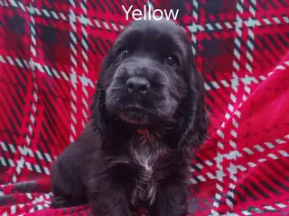 Cocker Spaniel dogs Gorgeous show cocker spaniel puppies - Advert 18