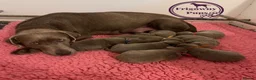 Labrador Retriever dogs for sale: 🩶 Stunning Silver Labrador Puppies 🩶 - Advert 6