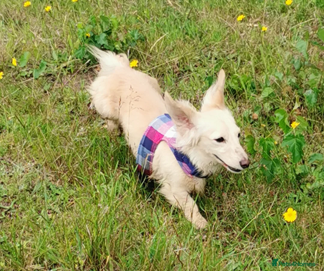 Miniature Dachshund dogs for stud: Falcor for Stud only in Wisbech - Advert 6