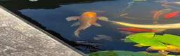 Koi Carp fish for sale: Beautiful golden butterfly Koi in Carmarthen - Advert 5