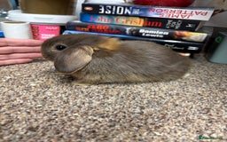 Mini Lop rabbits for sale: Mini Lop  - Image 1