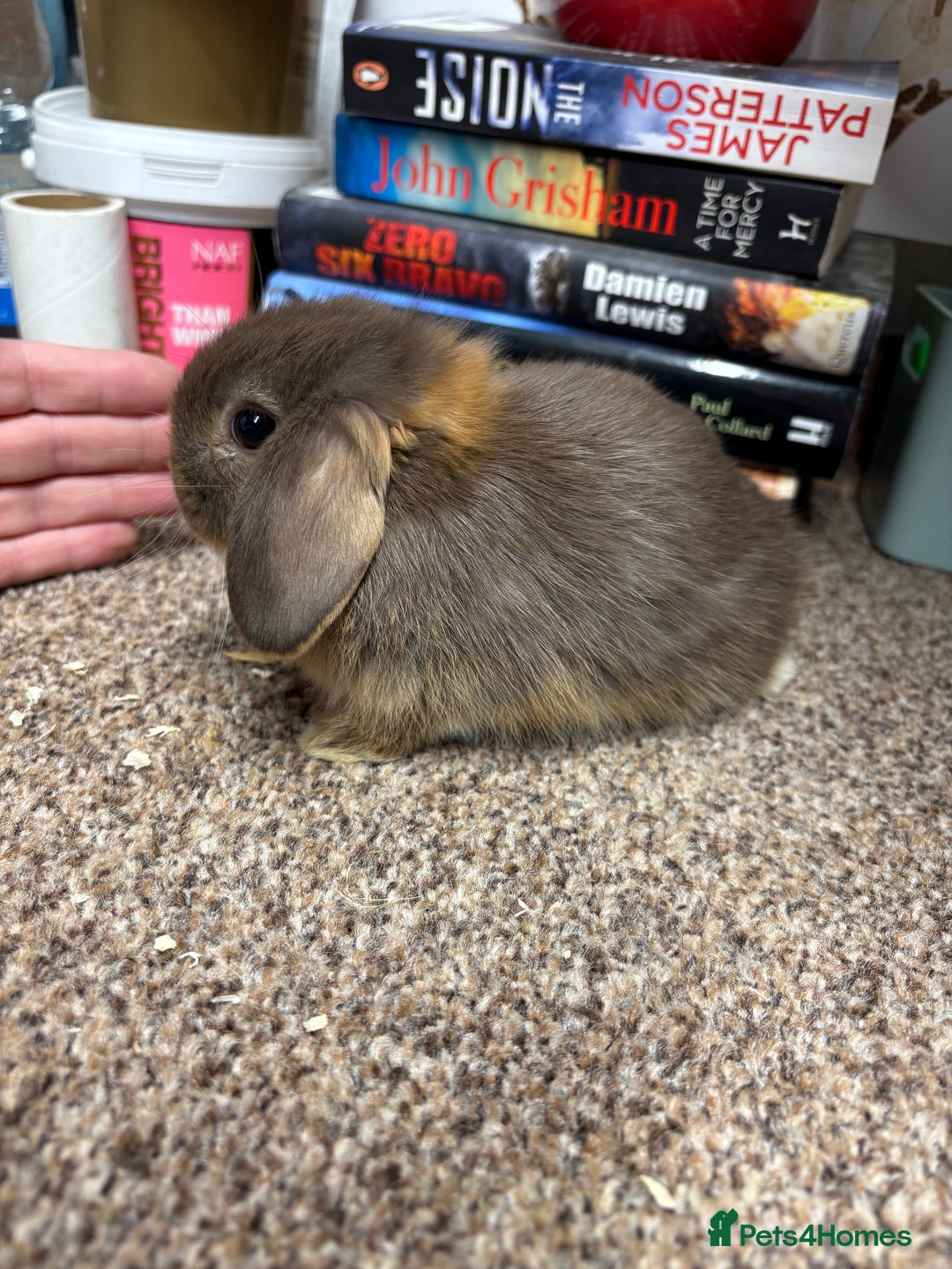 Mini Lop rabbits for sale: Mini Lop  - Image 1