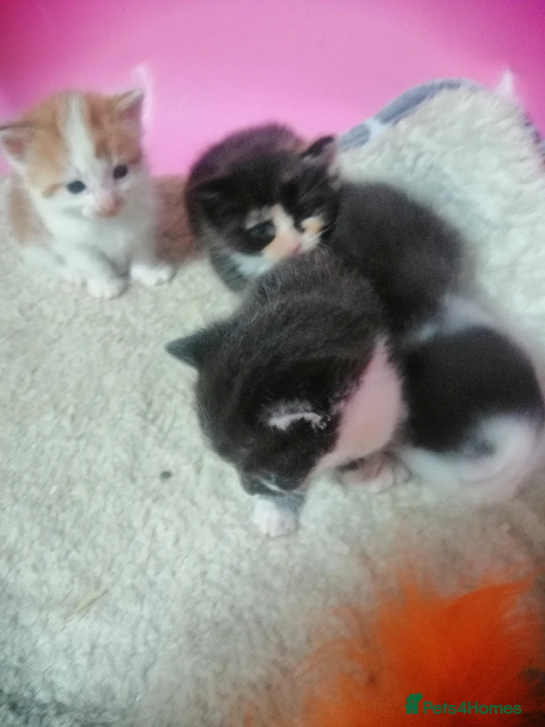 Mixed Breed cats for sale: 5 Beautiful kittens  - Advert 5