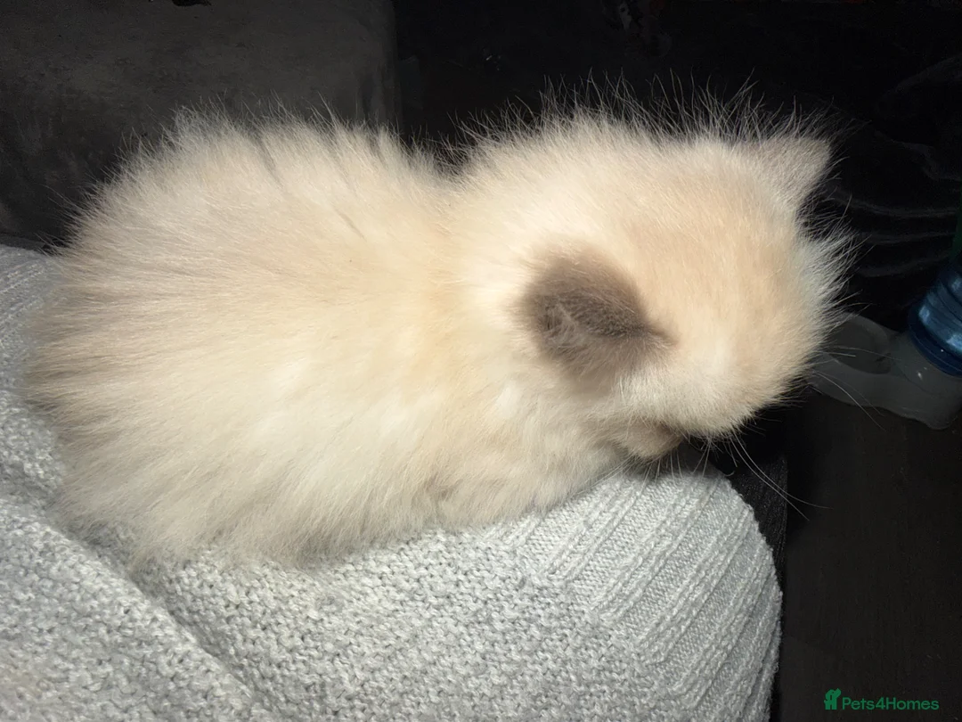 Ragdoll cats for sale: Rahdoll kittens looking for their forever homes - Advert 2