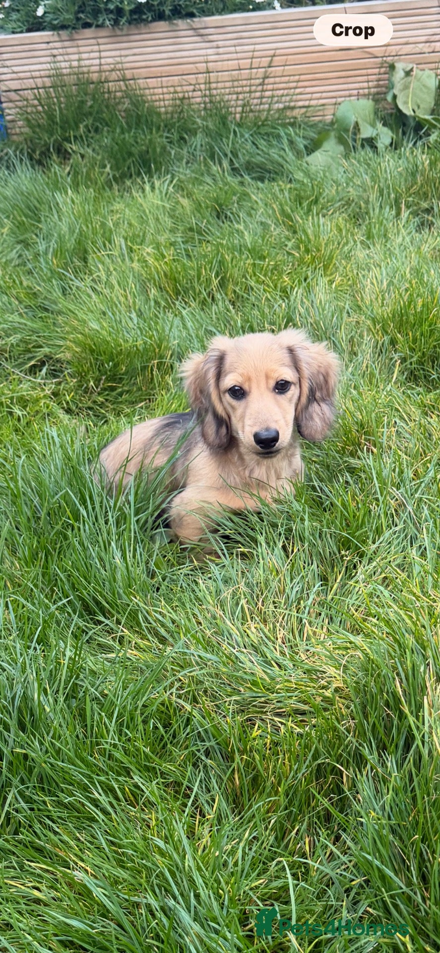 Miniature Dachshund dogs for sale: cream dapple boy - Advert 19