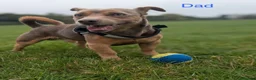 Jack Chi dogs for sale: Jack Russell  in Solihull - Advert 9