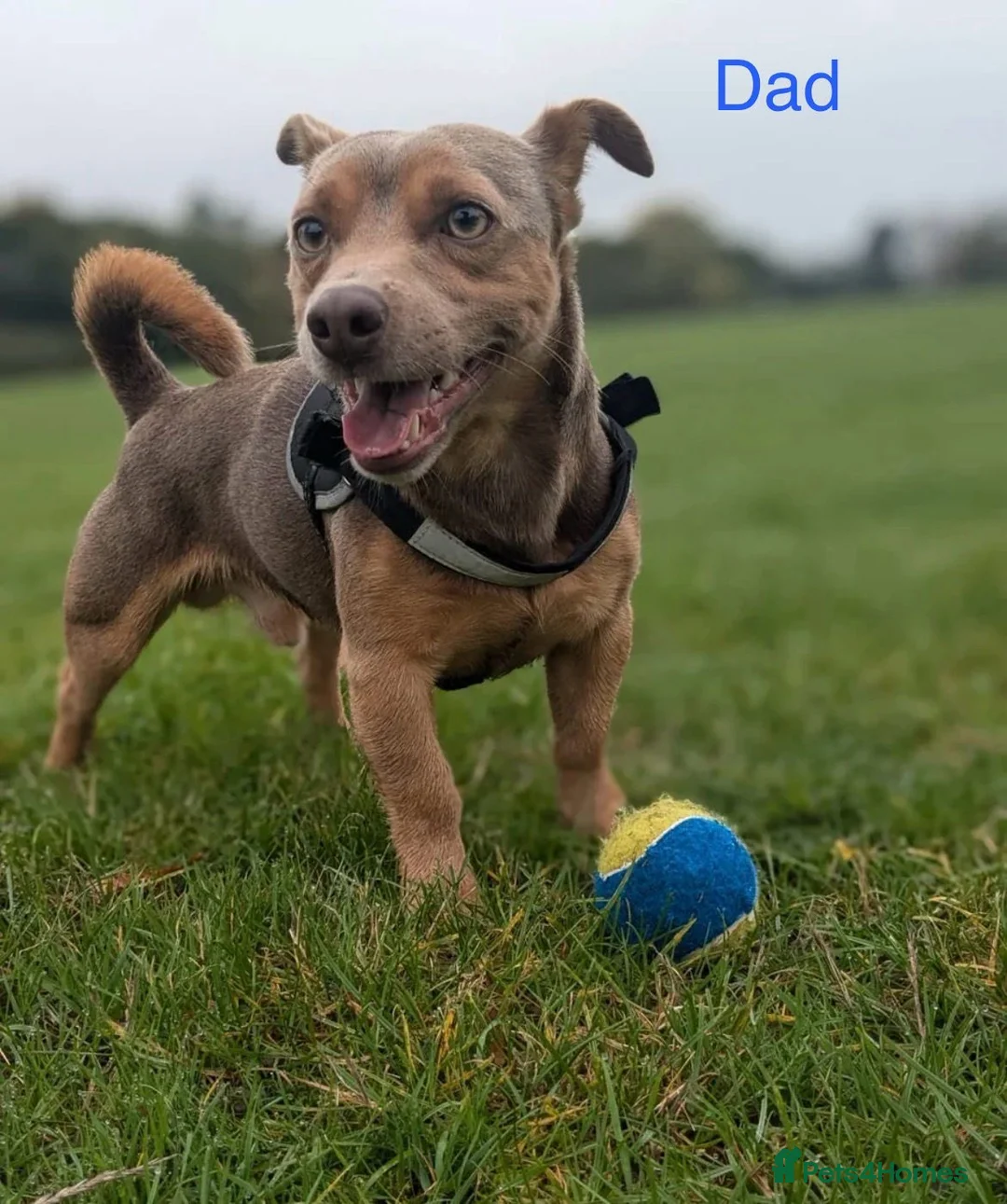 Jack Chi dogs for sale: Jack Russell  in Solihull - Advert 9