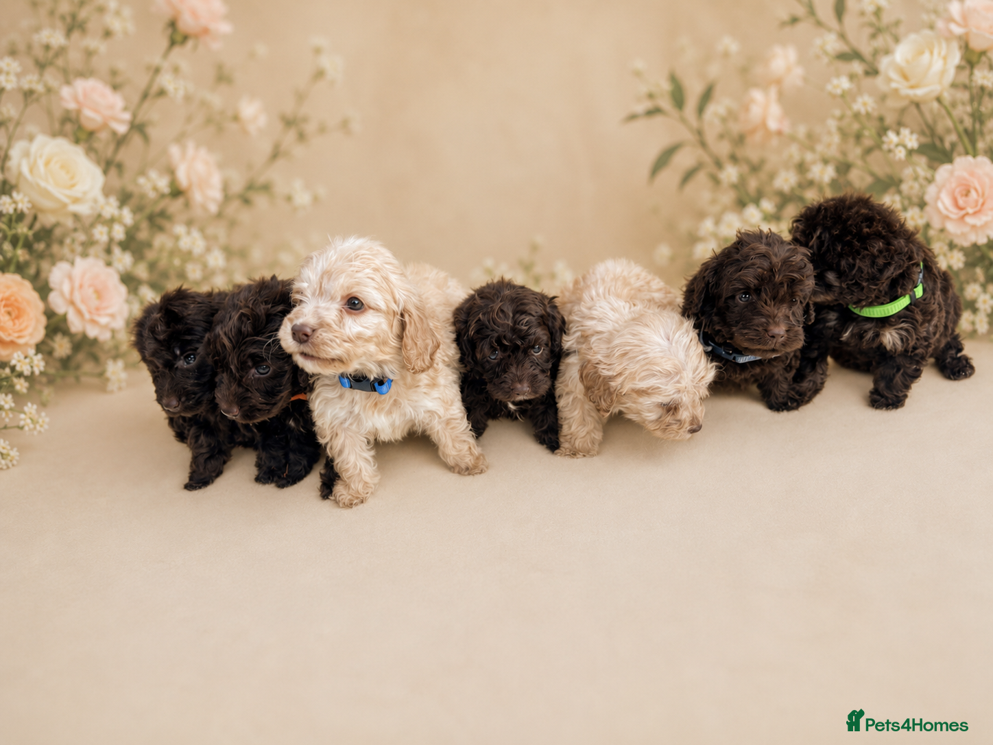 Cockapoo dogs for sale: 💓💙OUTSTANDING COCKAPOOS💙💓 - Advert 9