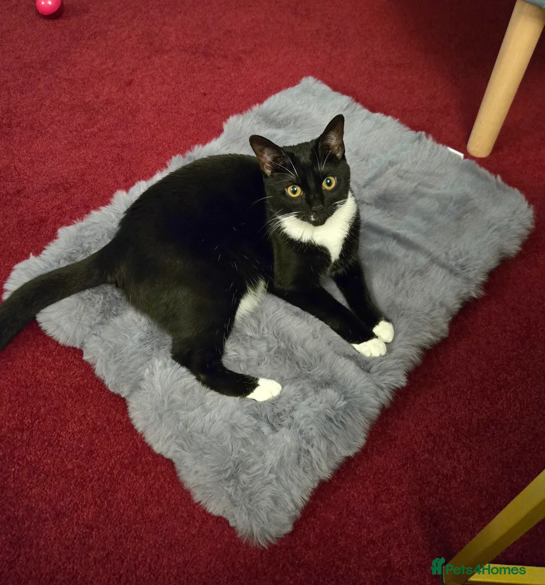 Domestic Shorthair cats for sale: Tuxedo cat needs a new home in Liversedge - Advert 2