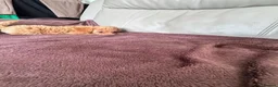 Toy Poodle dogs for sale: 5 Adorable Toy Poodle Puppies - Advert 13