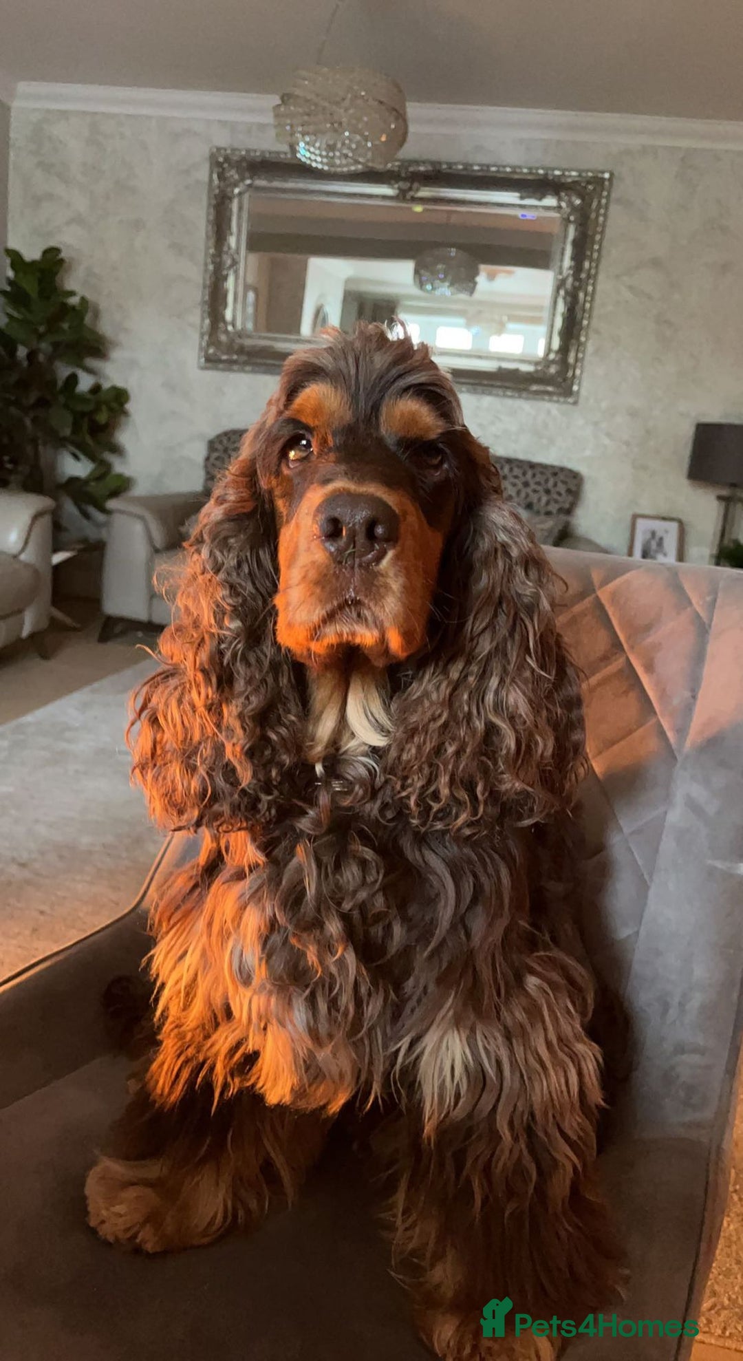 Cocker Spaniel dogs for stud: SHOW COCKER SPANIEL 🐕 health tested stud  in Brentwood - Advert 10