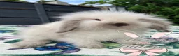 Mini Lion Lop rabbits for sale: Beautiful Mini Lion Lop Boys - Advert 13