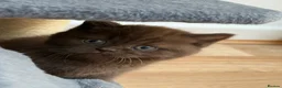 British Shorthair cats for sale: Chocolate GCCF Pure Pedigree British Shorthair - Advert 16