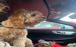 Cavapoo dogs for sale: Meet Tilly - Stunning Red F1 CavaPoo  in Rhyl - Image 5