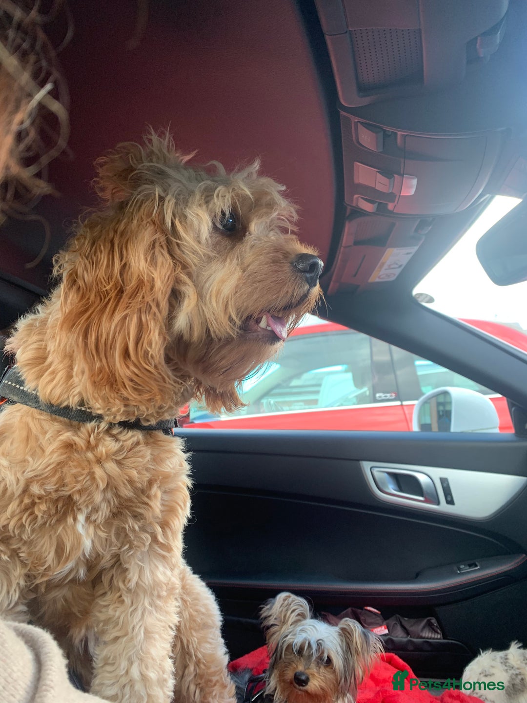 Cavapoo dogs for sale: Meet Tilly - Stunning Red F1 CavaPoo  in Rhyl - Image 5