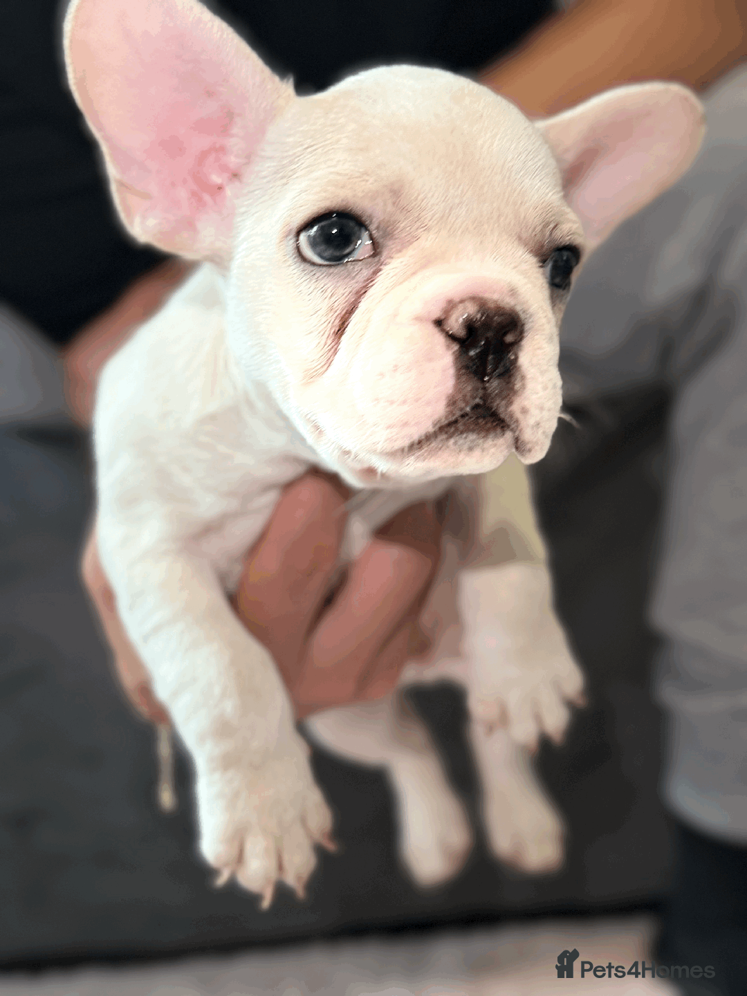 French Bulldog dogs for sale: French Bulldog Puppies for Sale Top Quality,  - Image 10
