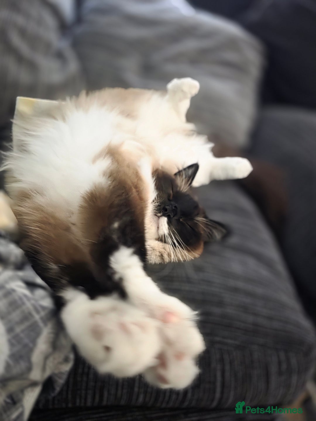 Ragdoll cats for sale: Beautiful Seal Point Ragdoll - Advert 15