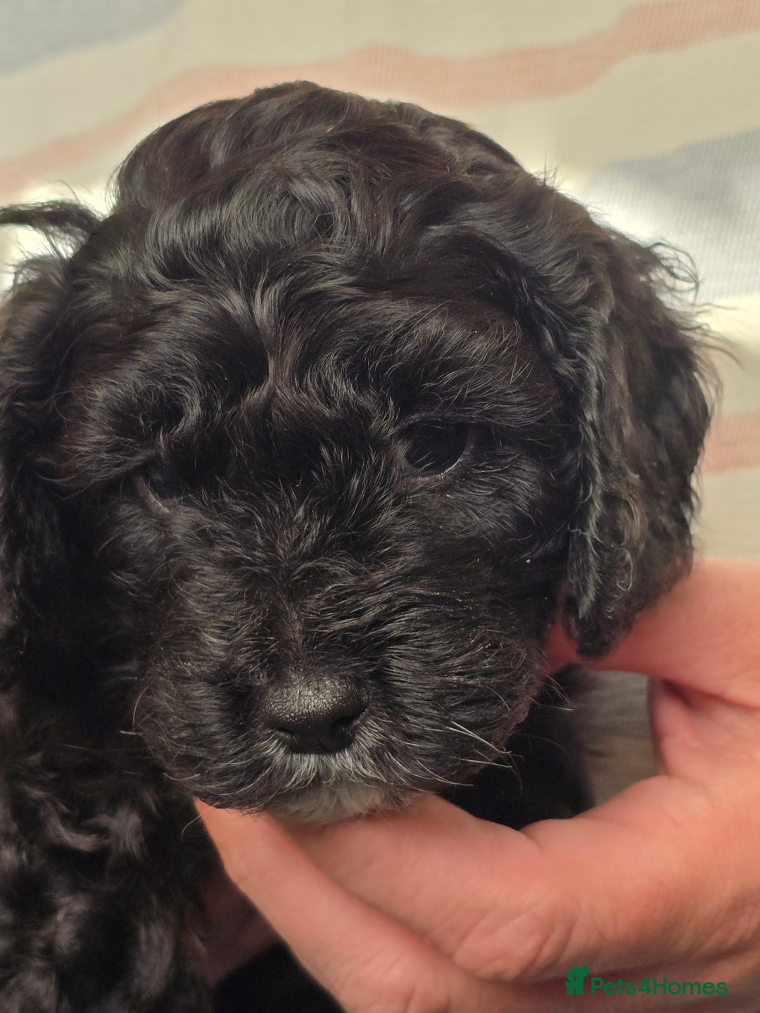 Cavapoo dogs for sale: Cavapoo Puppies Boys - Image 7